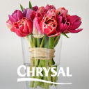 CHRYSAL INTERNATIONAL B.V. logo